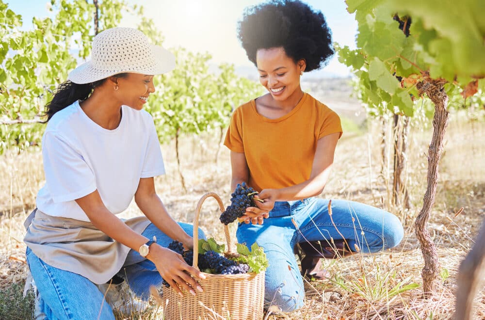 Two women kneel on the ground, harvesting grapes and placing them in a basket.
