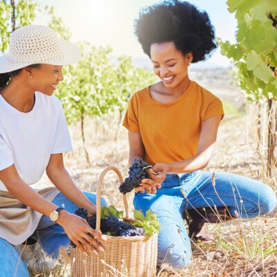 Two women kneel on the ground, harvesting grapes and placing them in a basket.